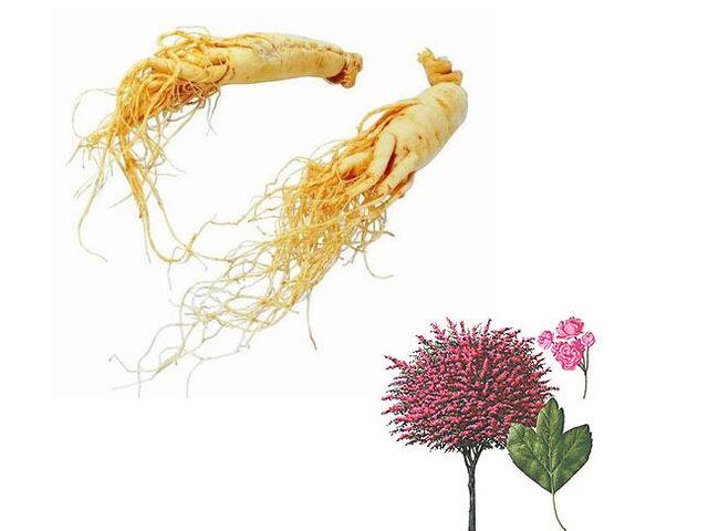 ginseng and hawthorn to increase strength