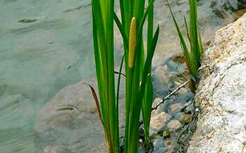 Calamus marsh, whose root is used to increase male potency