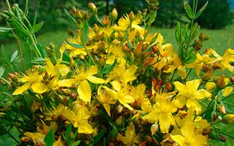 St. John's wort is a natural aphrodisiac and effective antidepressant for men