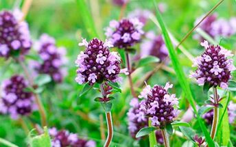 Thyme is beneficial for strength, but has contraindications for use